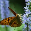 자연의 향기 이미지