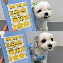 프렌즈도그 미용실 광주 서구점 | 광주애견미용 프렌즈도그 강아지 포메라니안 스파 알로페시아 관리 받아보세요