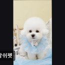 제주냐옹실 고양이미용 | {부천, 강아지, 고양이, 애견미용, 추천!) 블랑쉬펫 부천 블랑쉬펫, 맞춤 케어로 고급스러움