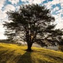 길성이네 이미지