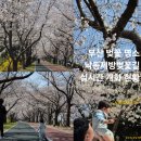 낙동제방길-1 | 부산벚꽃명소 개화시작한 삼락생태공원 낙동제방벚꽃길