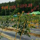 상록슈퍼 이미지