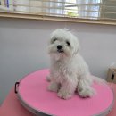 토비네 살롱 이미지