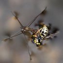 소금쟁이 이미지