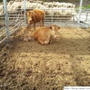 어답산한우마을 이미지