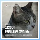 김포동물병원 고양이 안검내반 교정술, 만성 결막염 눈곱 치료 후기 [젠틀리동물의료센터]