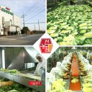 (주)현대그린푸드 현대종합금속 고창 | 돼지고기보쌈 선농원 포기김치 함께라서 더 맛있다
