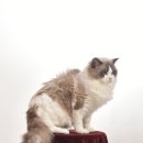 랙돌캐터리 아이돌스 전주고양이분양 이미지