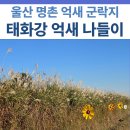 명촌초등학교 | 울산 명촌 태화강 억새 군락지 산책 | 생태체험장, 억새 나들이 행사 정보