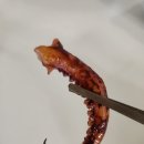 도마돌구이 | 청만이네 산지직송 반건조 오징어 후기｜반건조 오징어로 영화관 버터구이 오징어 만들기