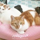 딩글딩글고양이 이미지