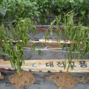 대덕전자 바른 노동조합 | 194. 느타리목 묻고 주변 풀 뽑기(2013.7.14.일)