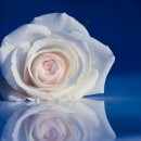 가온결혼 이미지