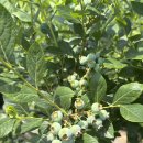 (주)레겐보겐 | 블루베리 따느라 바쁜 와중에 야구 직관도 가고 공연도 한 6월 일상