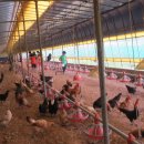 일수농장 이미지