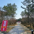 2025 섬 홍매화축제 | 제1회 신안 섬 홍매화 축제 2025 전남 봄 여행 가볼 만한 곳 개화시기 꽃말
