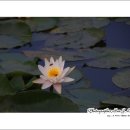 수련 Daum카페