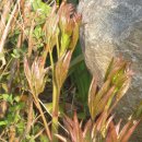 아지랑냉이랑 이미지