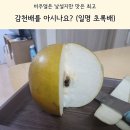 양양농원 | 과즙 팡팡 식감 최고, 양양 감천배, 내돈내산 농원 직구매 후기