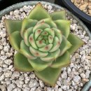 솔레미오 이미지