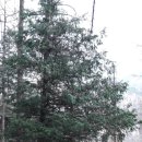 소석교