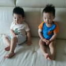 청소쟁이 이미지