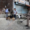 stadium of dogs 이미지