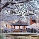 서부간선로 교통섬 | 인천 벚꽃 명소 만개 계양구 서부간선로 실시간 풍경