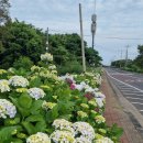 안덕면사무소 앞 이미지