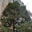 주목나무집 이미지