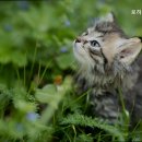 로하스동물병원 - 고양시 일산서구 강선로 74 | 로하스동물병원