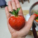 빨간산농장 이미지