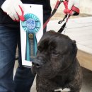 한국참피온 이미지