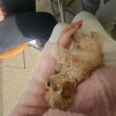 카페보리 | 말티푸 첫 외출 후기!보리와 안산 카페 쿠파