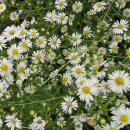 낙동강변 이미지