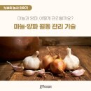 겨울철 마늘·양파, 어떻게 관리할까요? 이미지