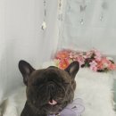 뽀송하개 이미지