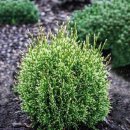 (주)프로스터 이미지