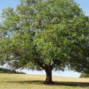 월넛 walnut 이미지