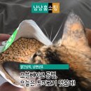 에프디 | 고양이 토끼 사료 처음 먹여봤어요, 에프디와일드 오븐베이크 후기