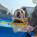 ㈜온버스 | [파주 유기견 봉사] 빅독포레스트에서 유기견 봉사 다녀온 후기