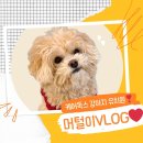 강아지유치원CAREDOGS