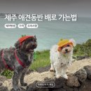 파리바게뜨단양점 | 제주도 여행 강아지 애견동반 배 타고 가는법 (가격, 소요시간, 주의할점 총정리)