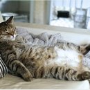 청라호수동물메디컬센터 이미지