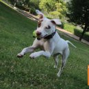 스마트독까페 이미지