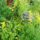 허브와풍뎅이 이미지