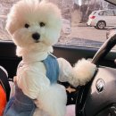 하우에버 포우에버 | (파주/헤이리) 하우에버 포우에버 반려견 용품편집샵 🐶❤️