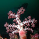 부드러운 산호, ‘바다의 꽃’ 연산호 이미지