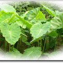 중년과새싹 이미지