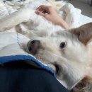 꿈에본춘천집 | 꿈에본 춘천집 닭갈비 막국수